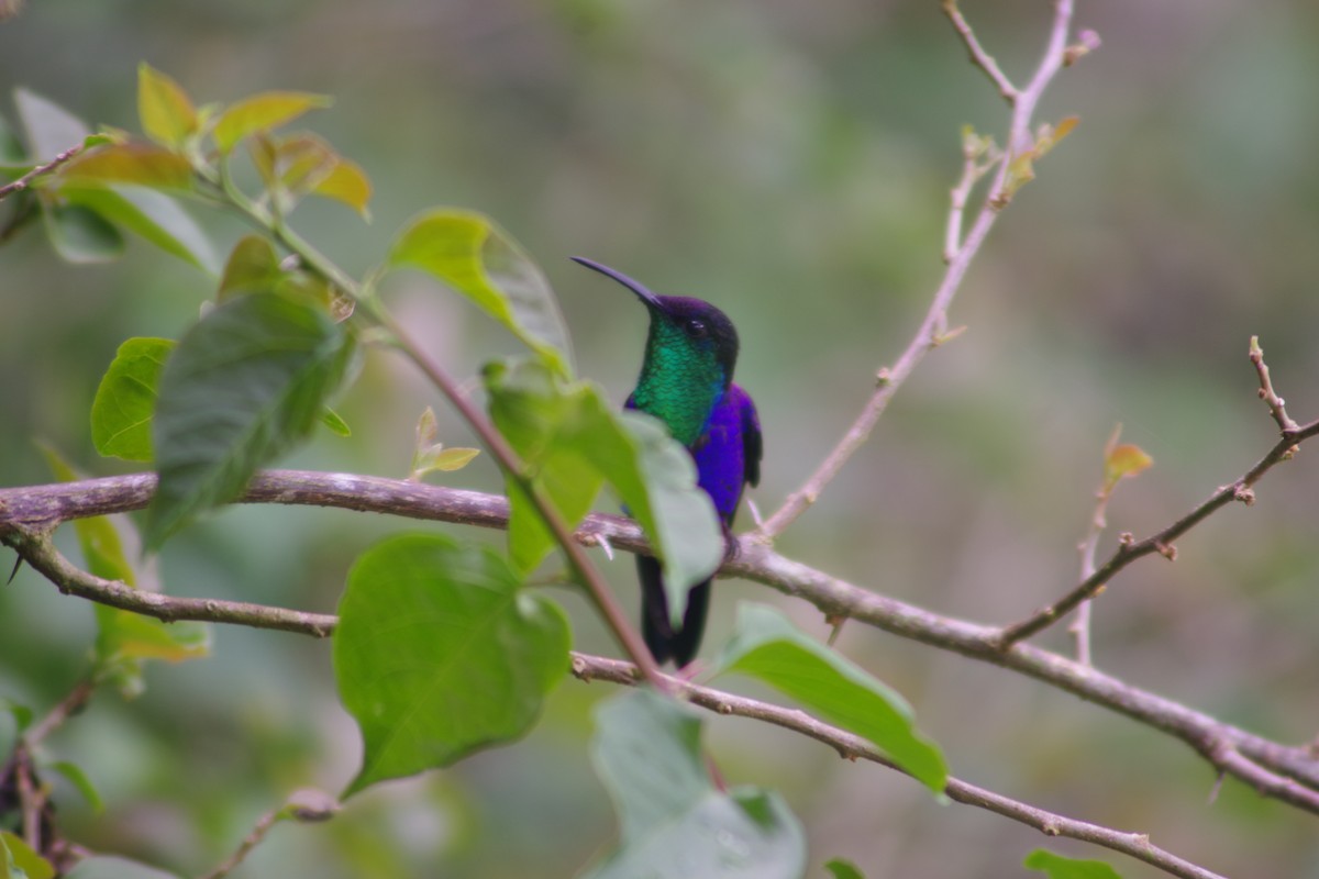 Crowned Woodnymph - ML631101346