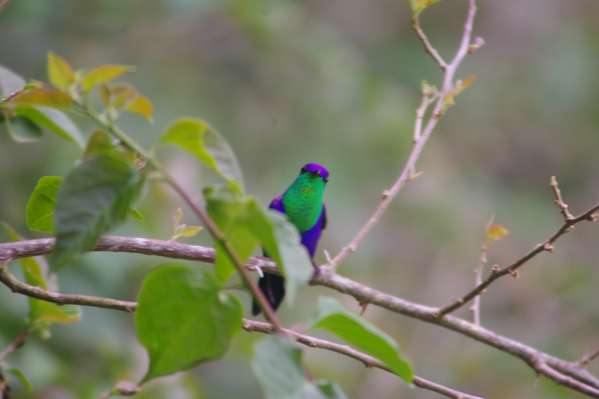 Crowned Woodnymph - ML631101347