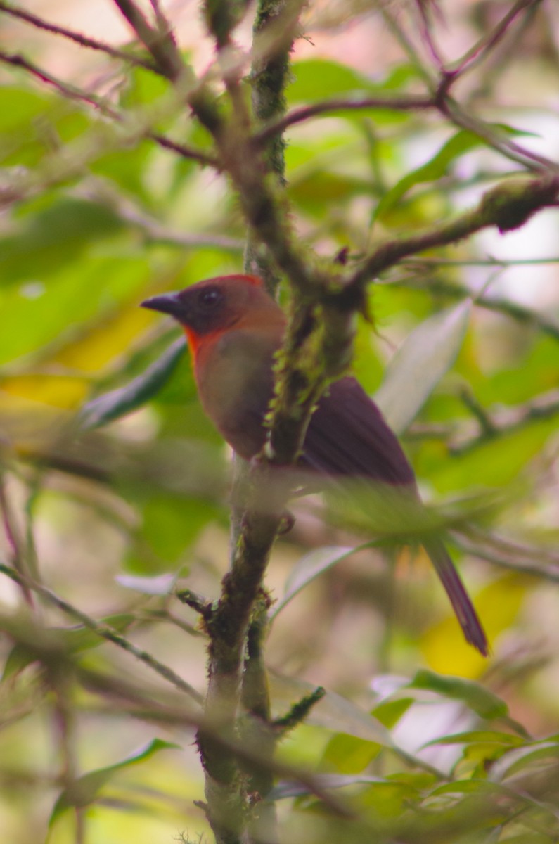Red-throated Ant-Tanager - ML631101418