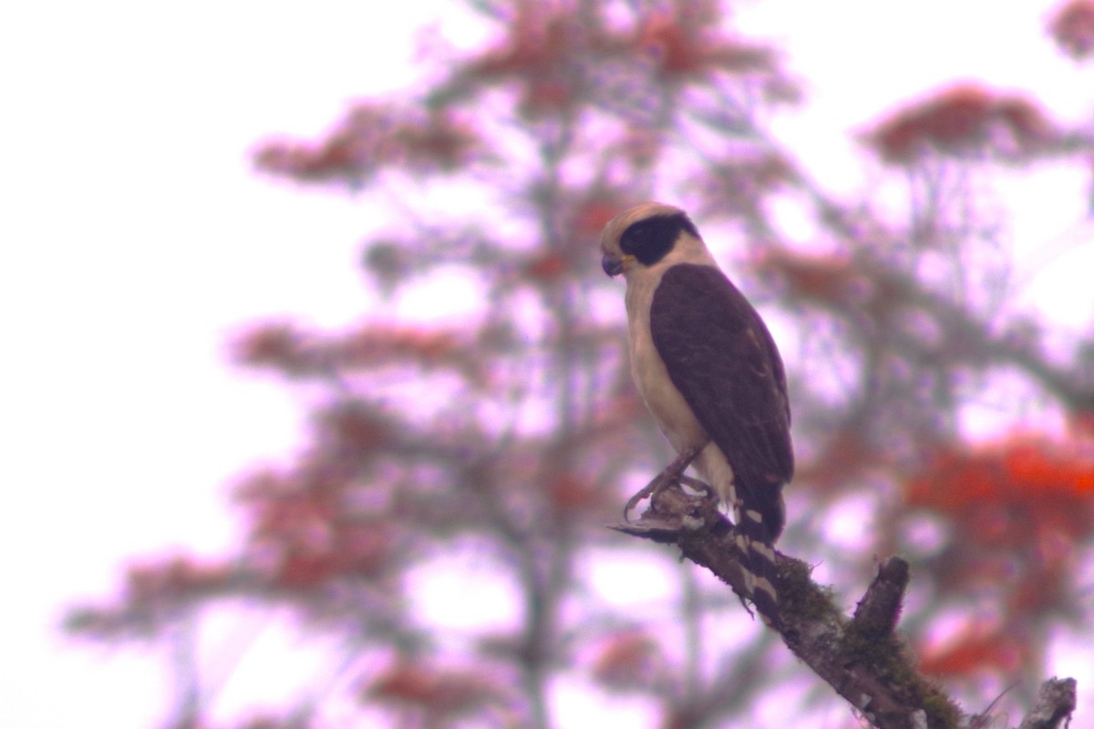 Laughing Falcon - ML631101510