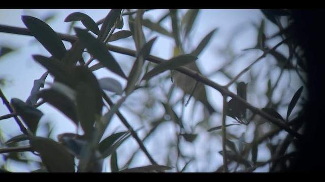 Swinhoe's White-eye - ML631101606