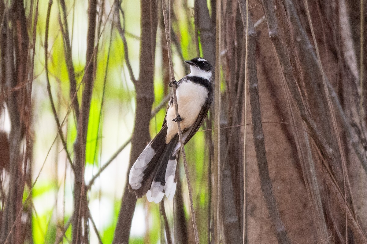 Philippine Pied-Fantail - ML631101688