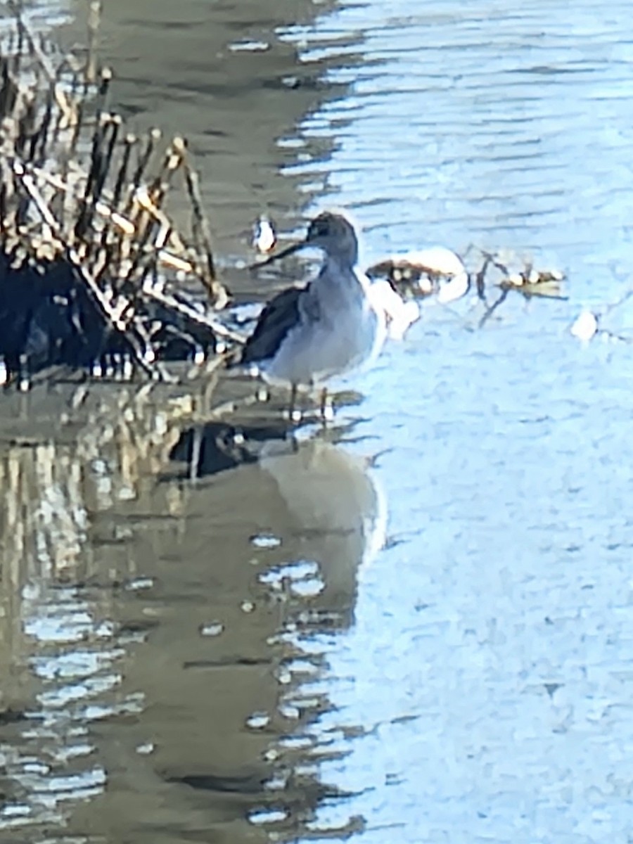 Greater Yellowlegs - ML631101811