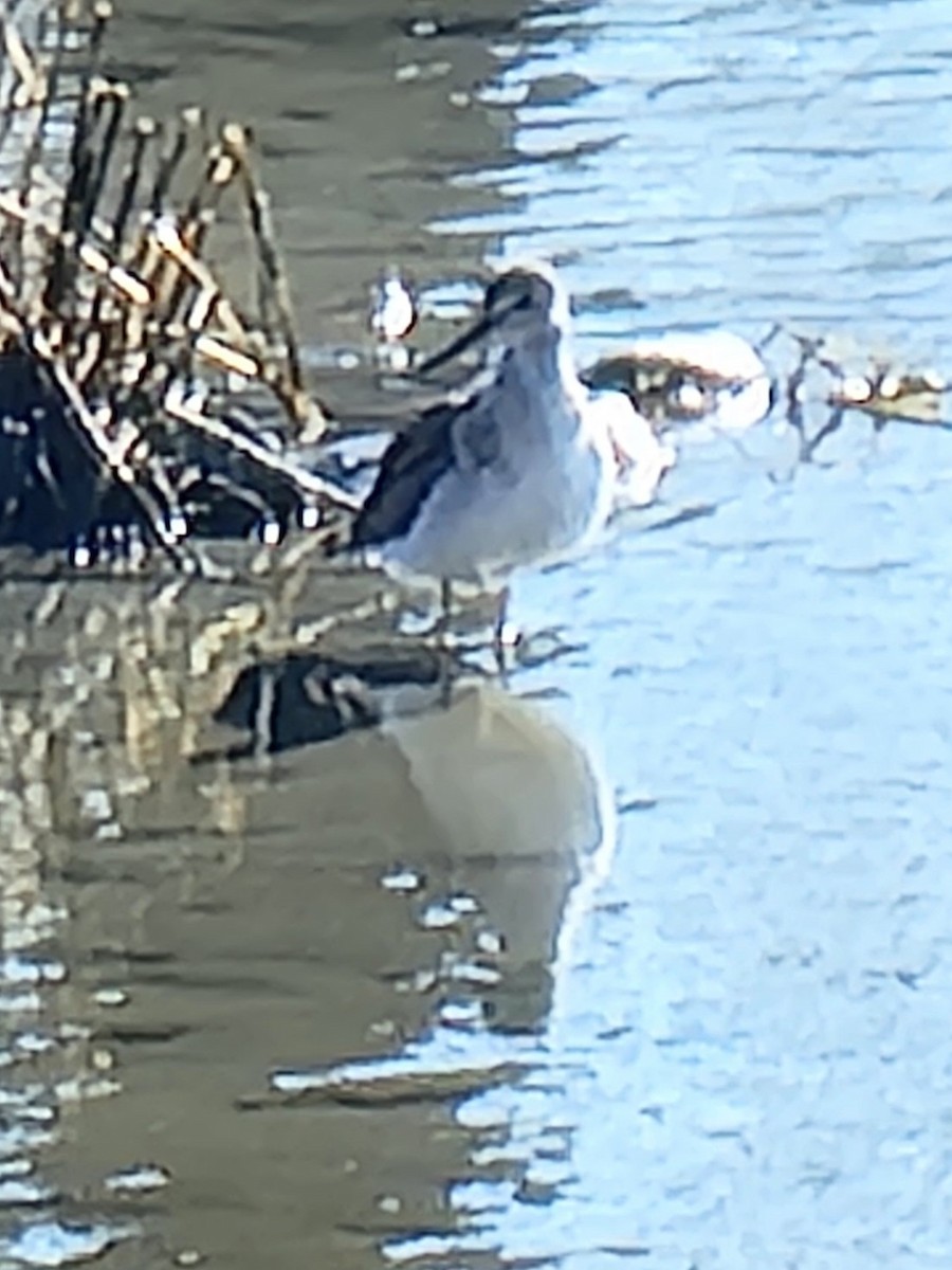 Greater Yellowlegs - ML631101812
