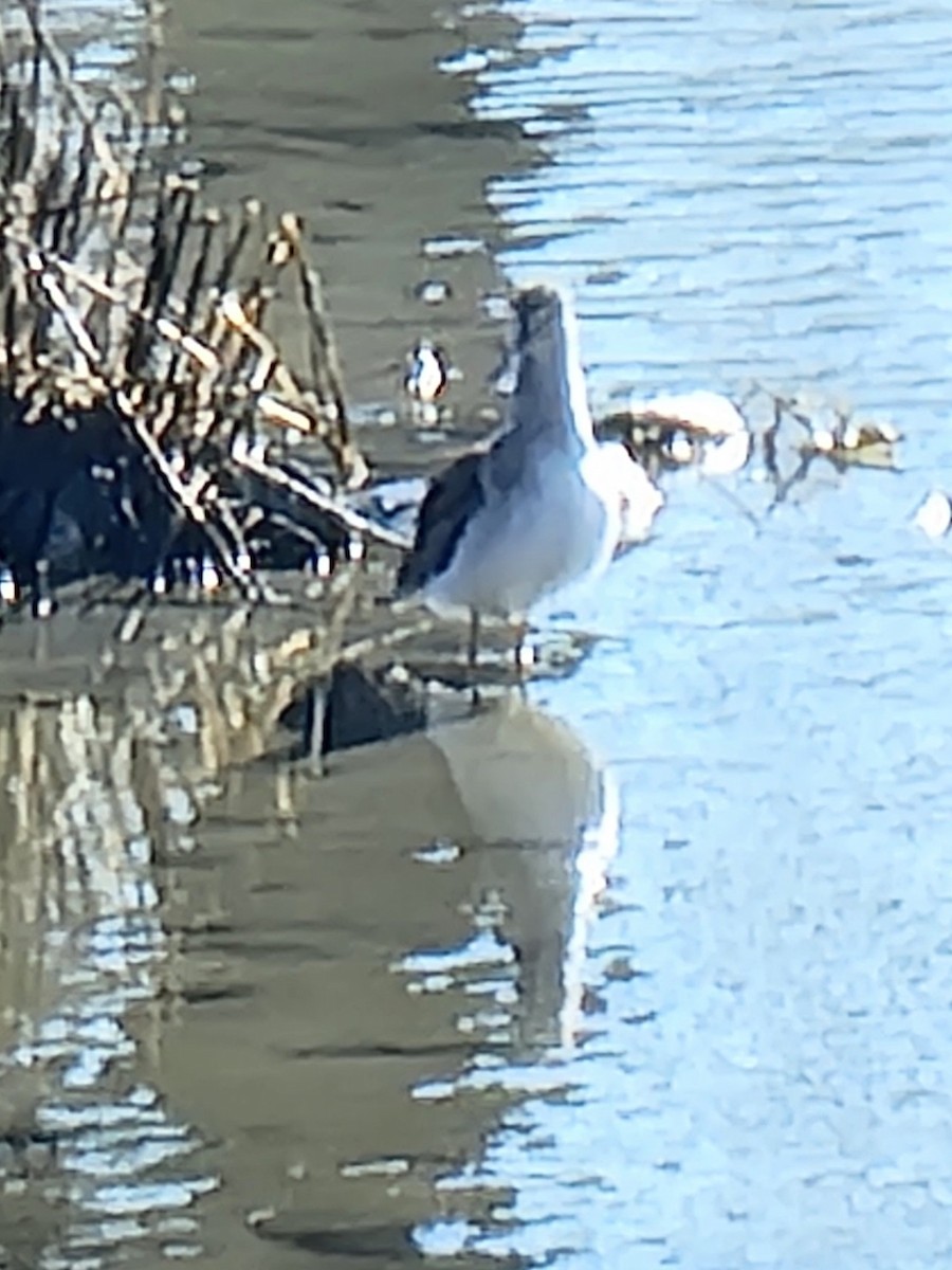 Greater Yellowlegs - ML631101813