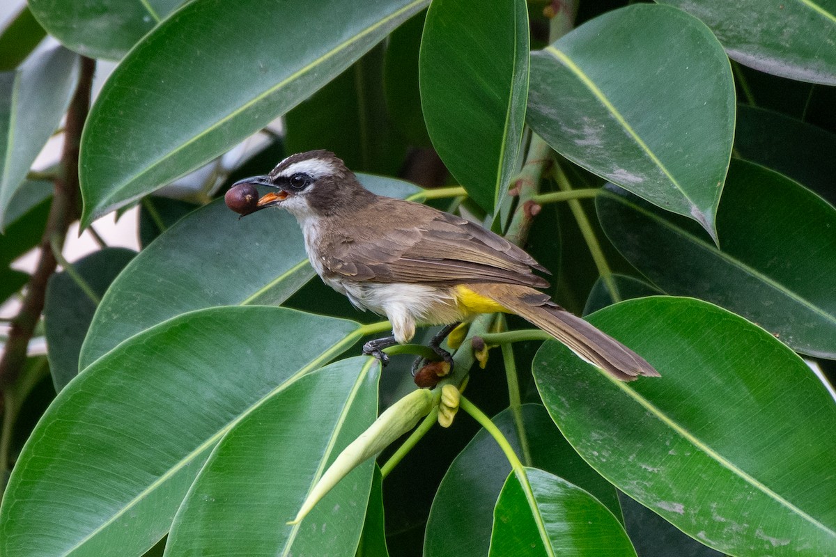 Yellow-vented Bulbul (Philippine) - ML631102005