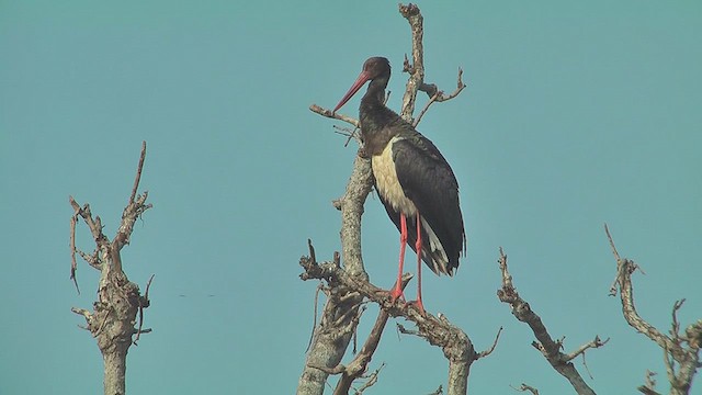 Black Stork - ML631102043