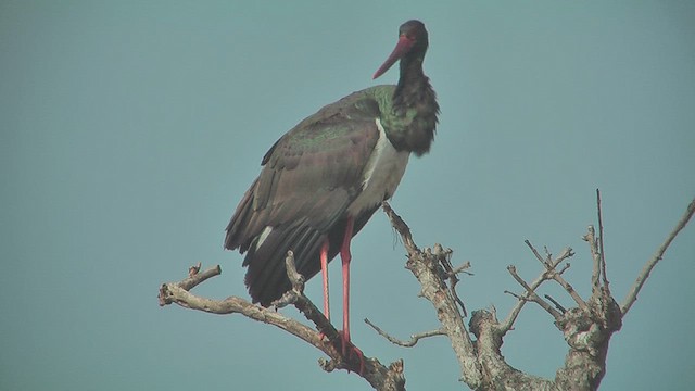 Black Stork - ML631102059