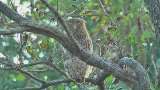 Brown Fish-Owl - ML631102143