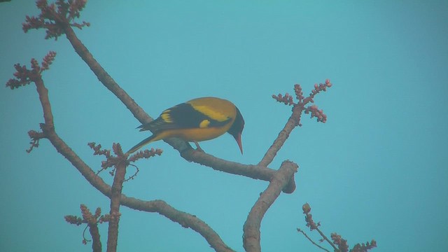 Black-hooded Oriole - ML631102151