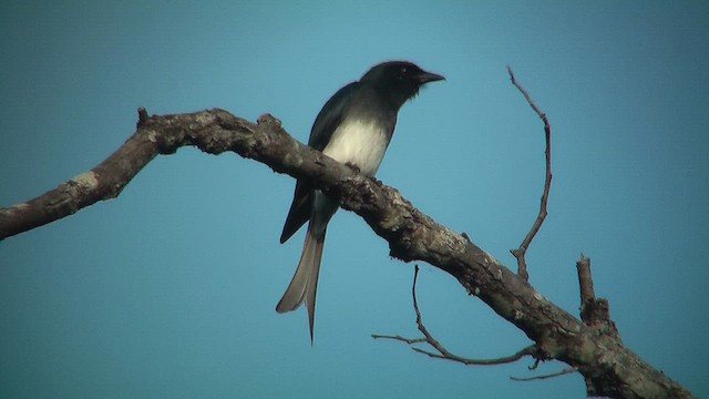 White-bellied Drongo - ML631102166