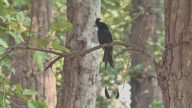 カザリオウチュウ - ML631102198