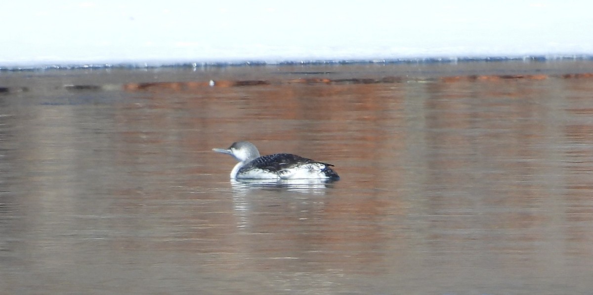 Red-throated Loon - ML631102287