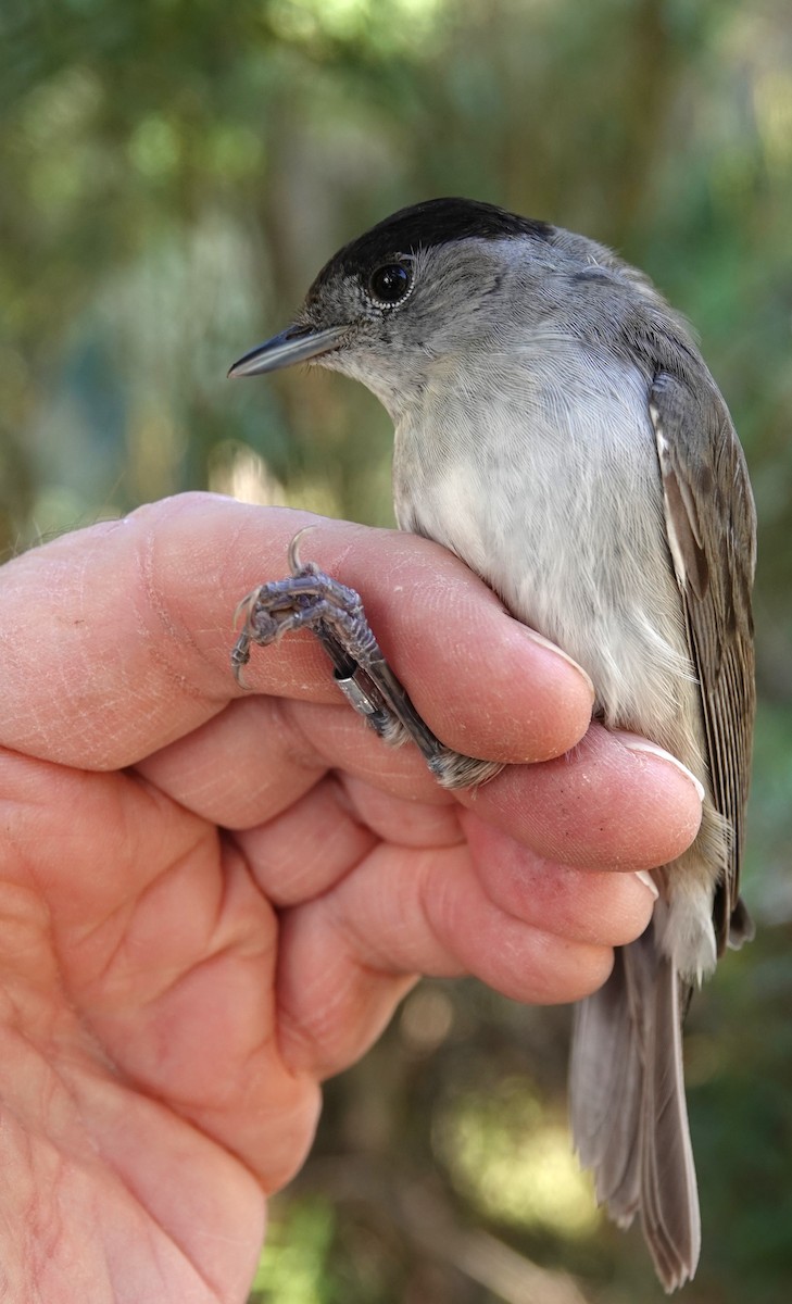 Eurasian Blackcap - ML631102386