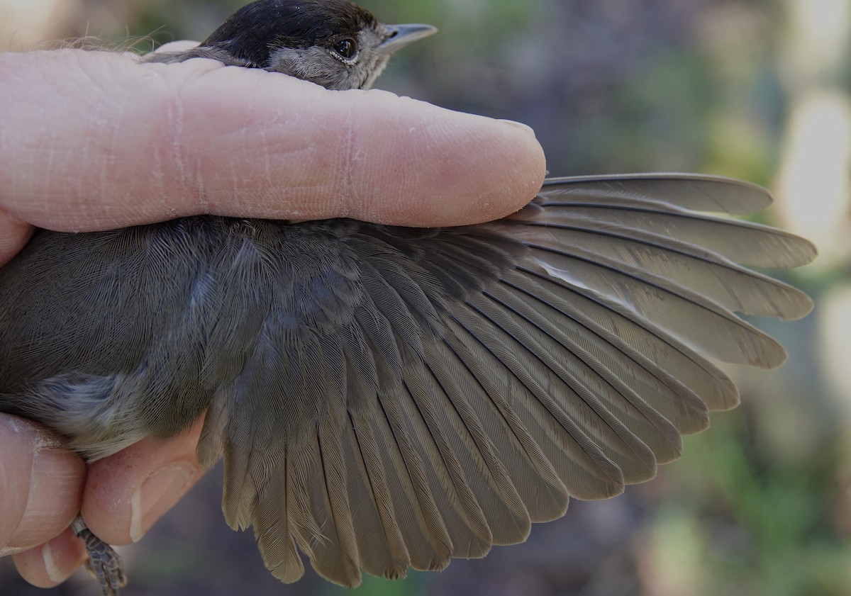Eurasian Blackcap - ML631102388