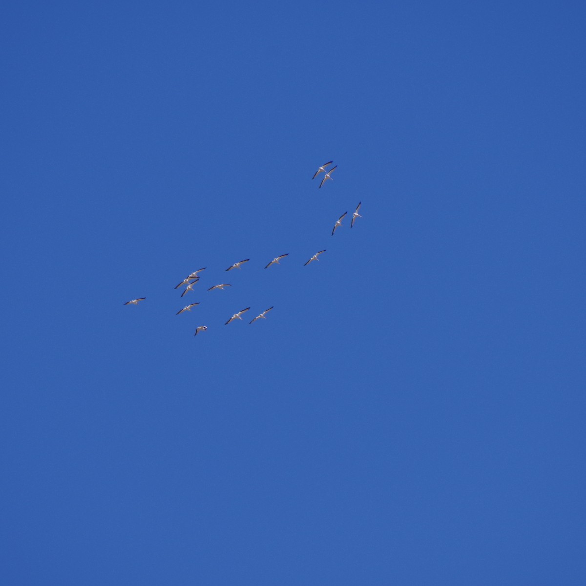 American White Pelican - ML631102416