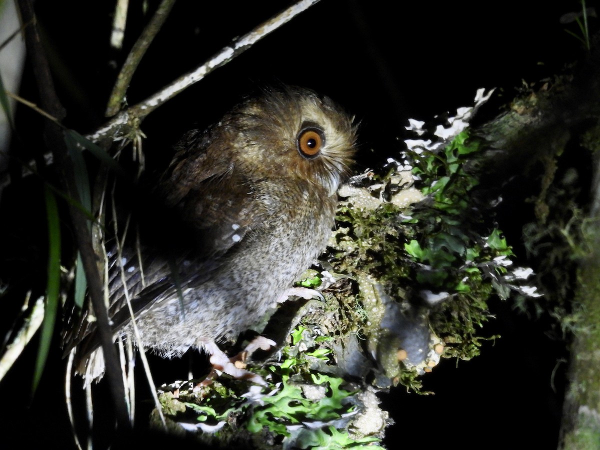 Long-whiskered Owlet - ML631102452