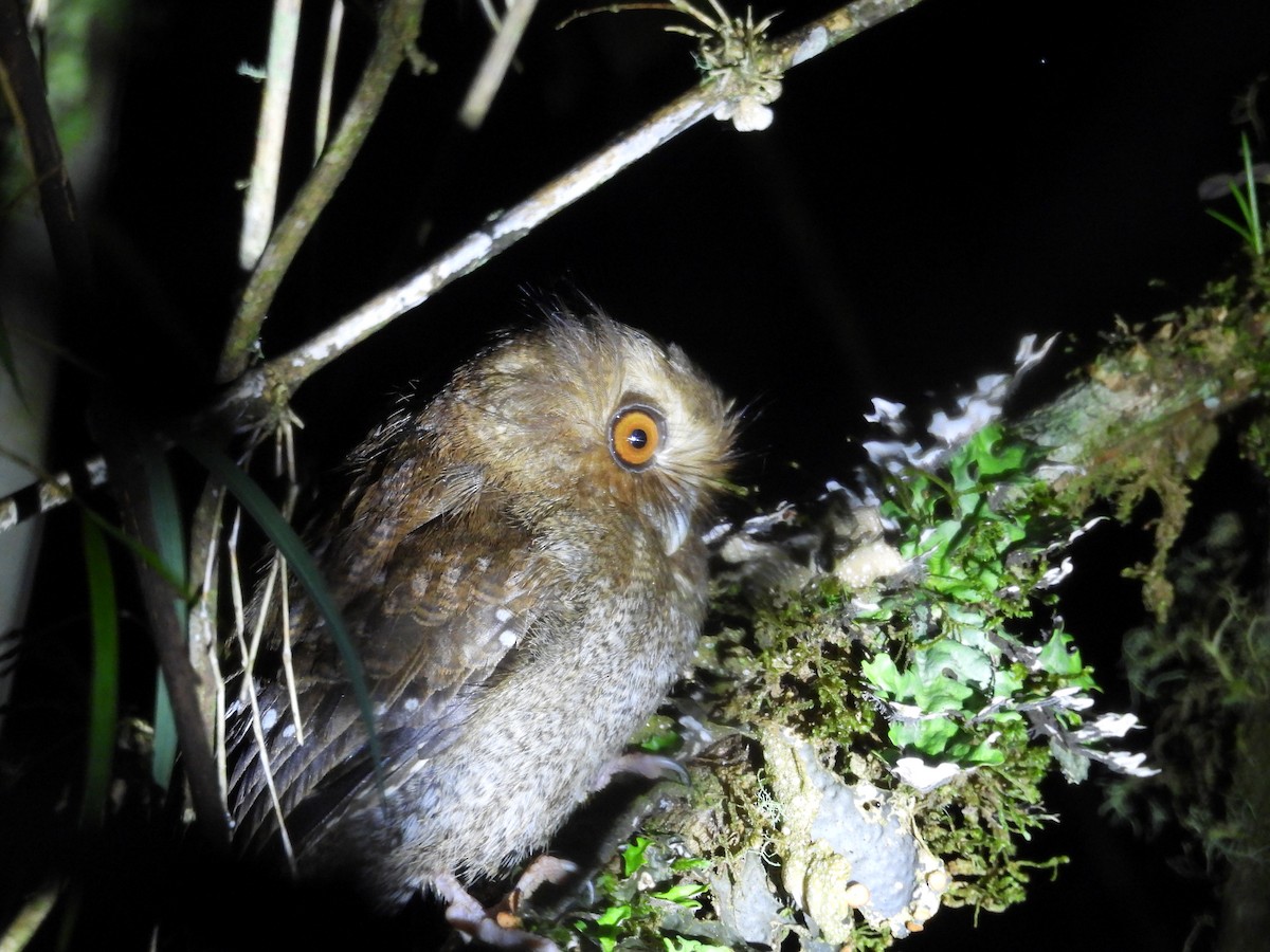 Long-whiskered Owlet - ML631102476