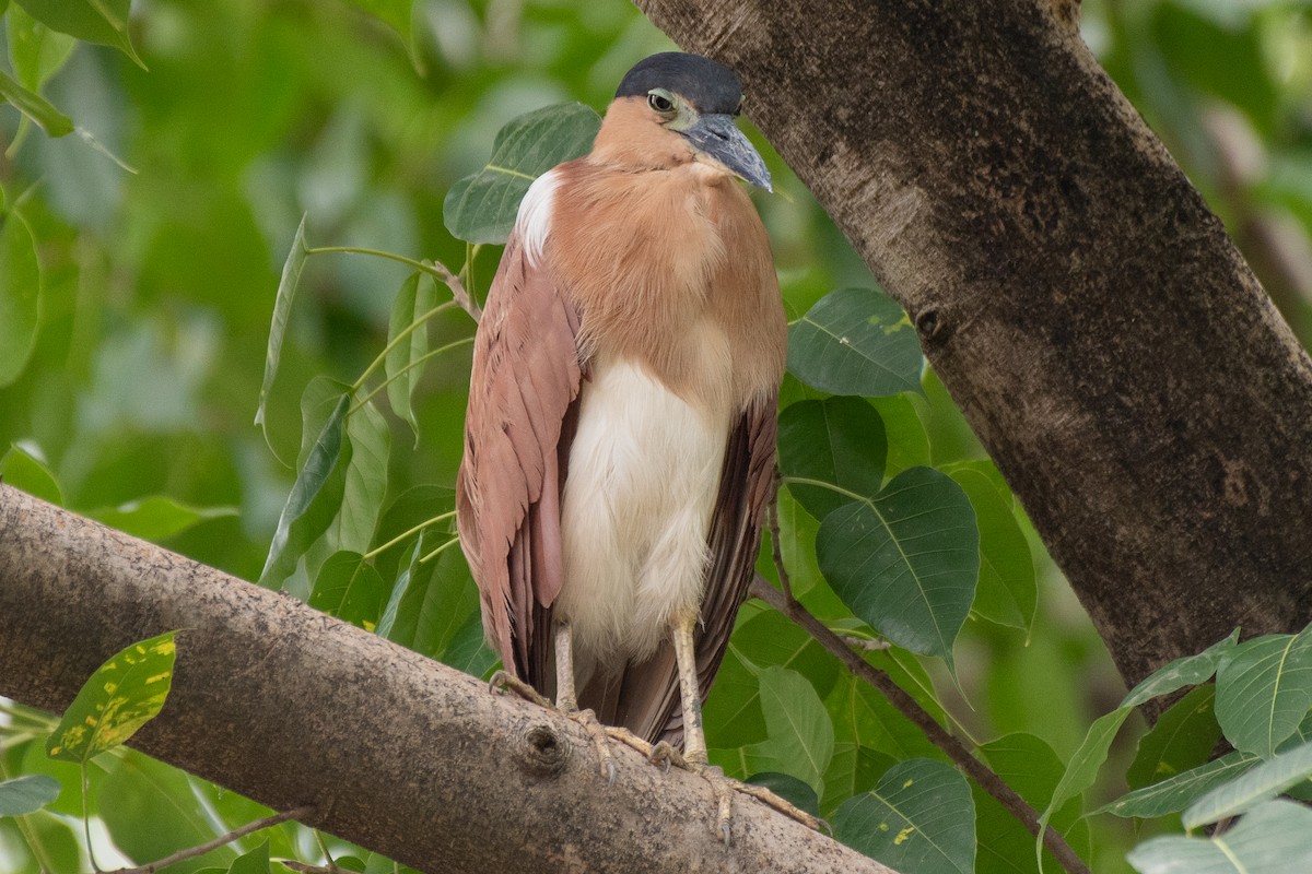 Nankeen Night Heron - ML631102480