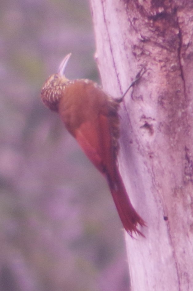 Spot-crowned Woodcreeper - ML631102485