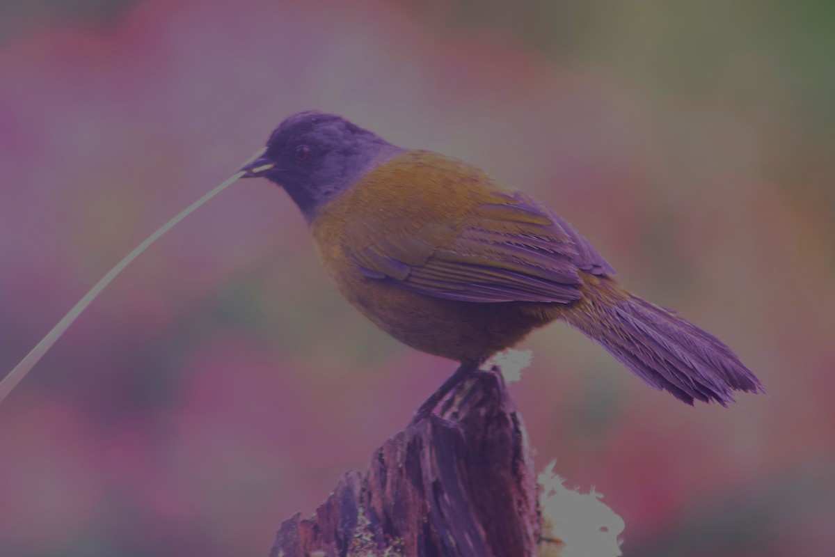Large-footed Finch - ML631102535