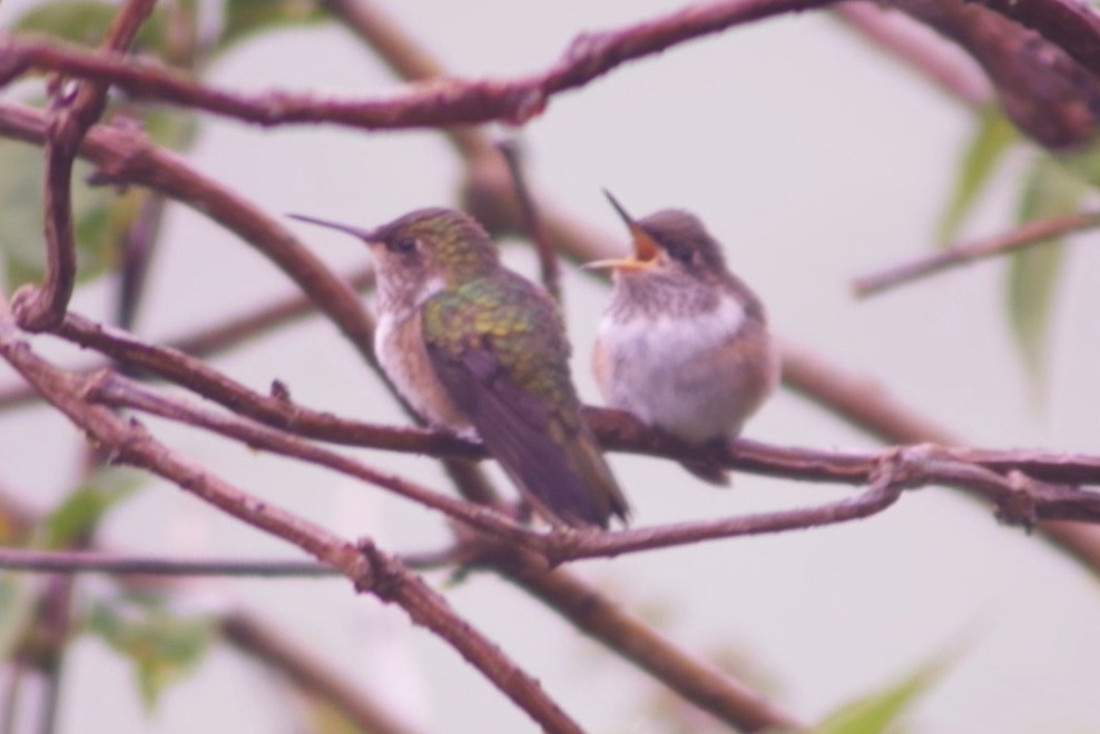 Volcano Hummingbird - ML631102560