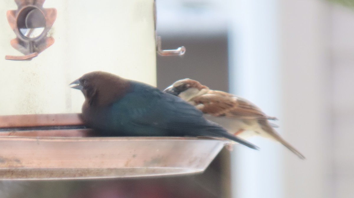 Brown-headed Cowbird - ML631102602