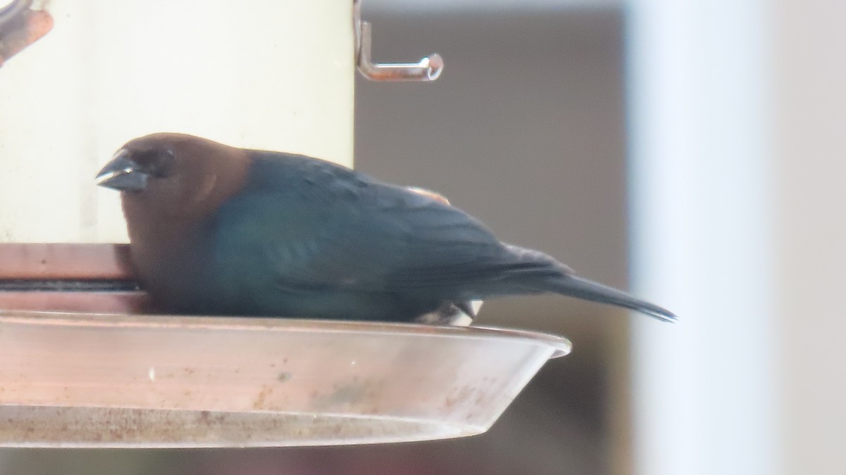 Brown-headed Cowbird - ML631102712