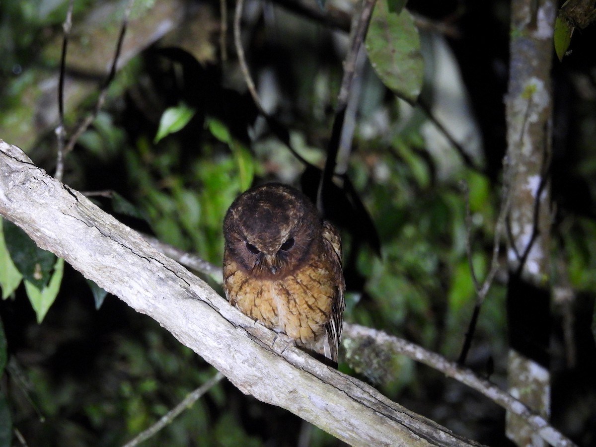 Cinnamon Screech-Owl - ML631102724
