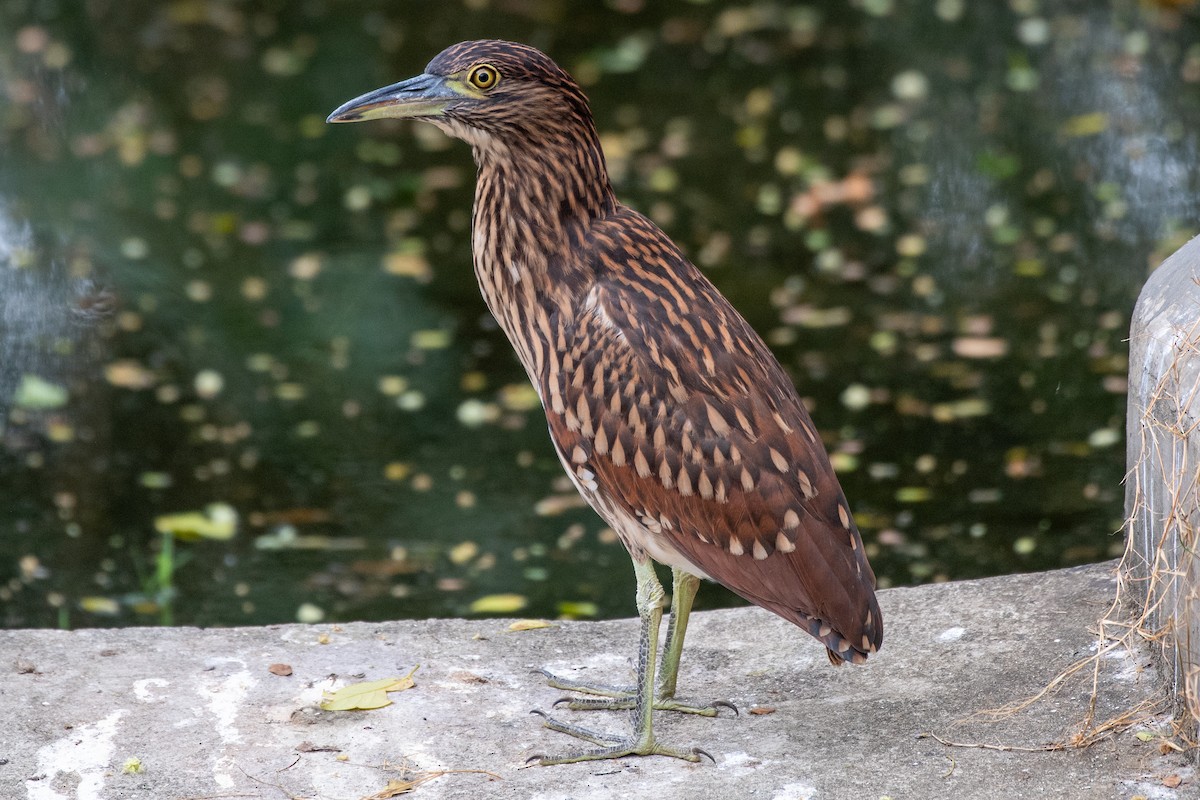 Nankeen Night Heron - ML631102778