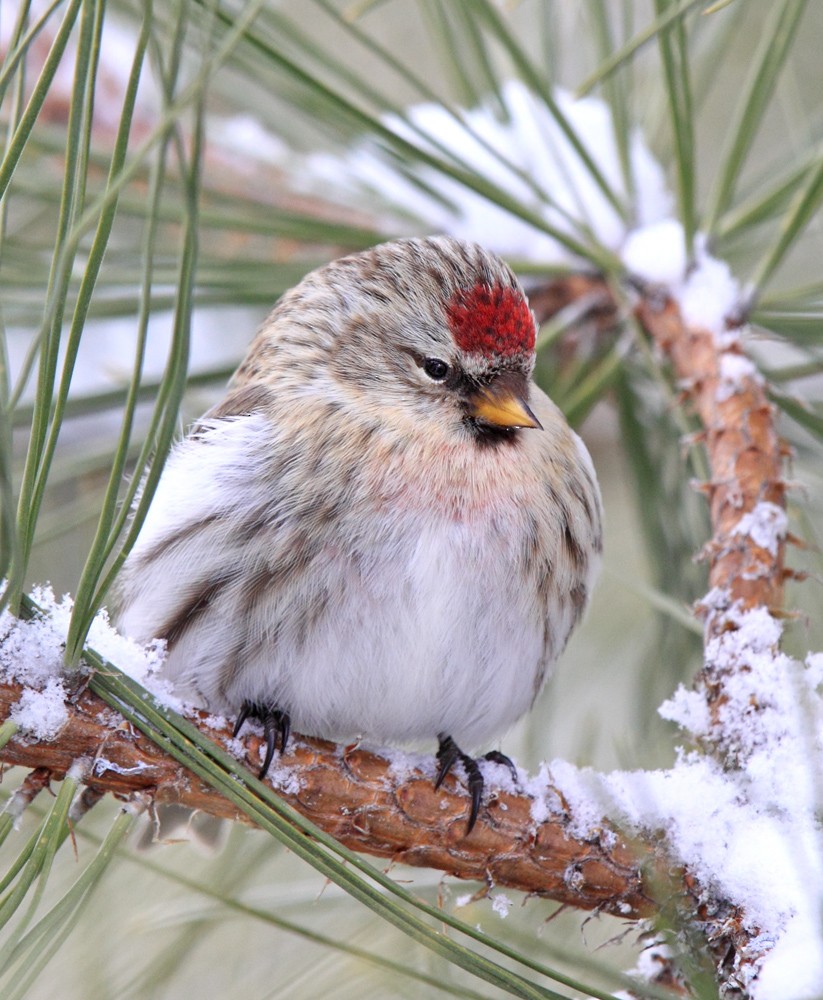 Redpoll (Common) - ML631102797