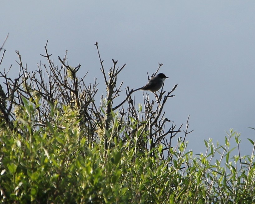 Sardinian Warbler - ML631103088