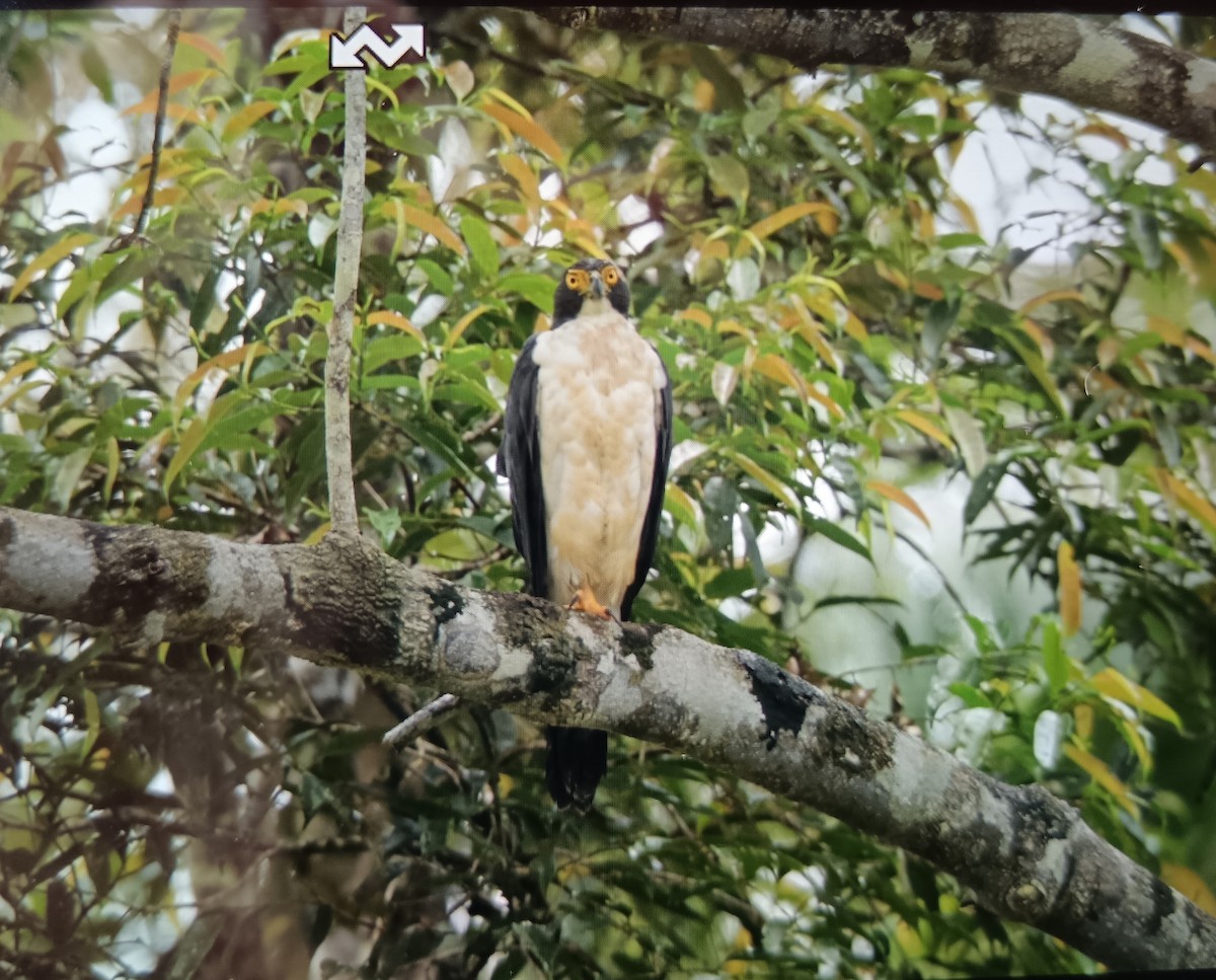 Gray-bellied Hawk - ML631103118