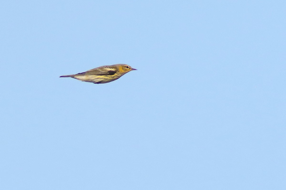 Paruline tigrée - ML631103206