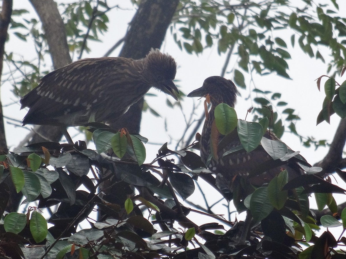 Nankeen Night Heron - ML631103467