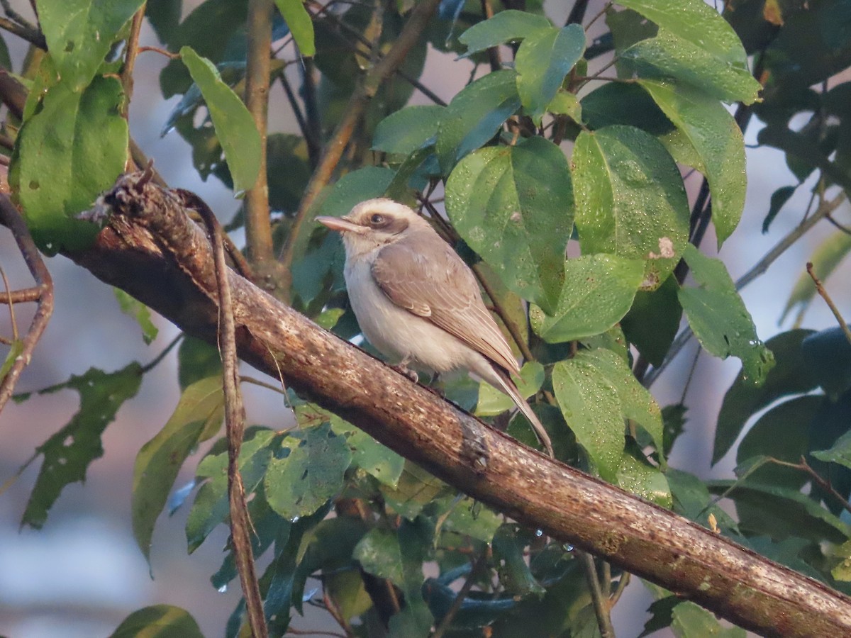 Common Woodshrike - ML631103590