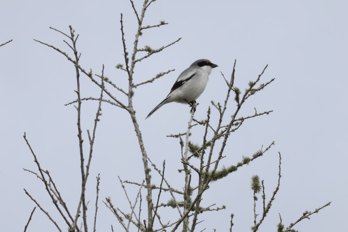 Loggerhead Shrike - ML631103591
