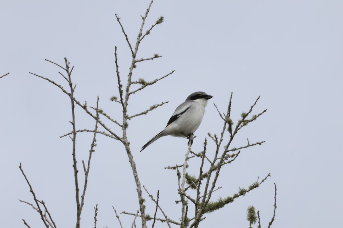 Loggerhead Shrike - ML631103592