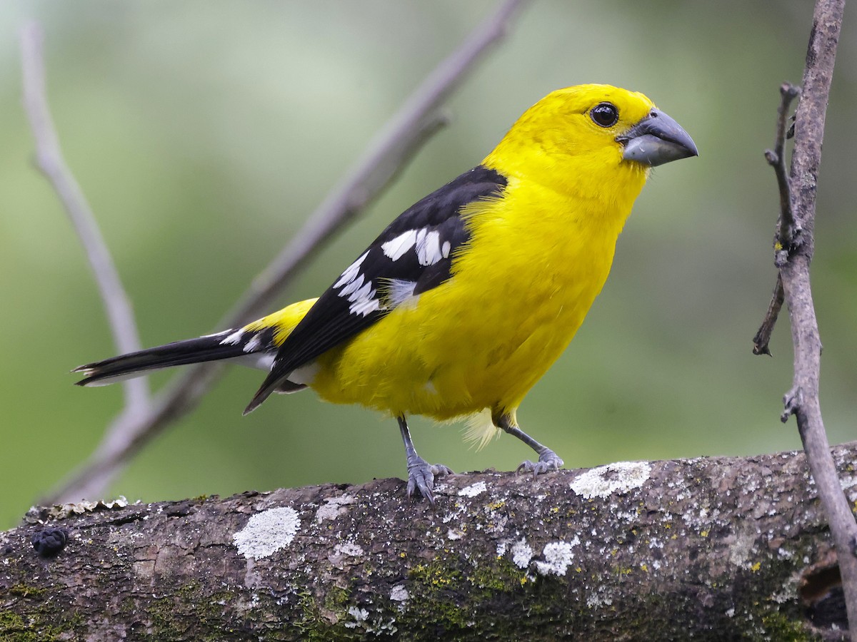 Golden Grosbeak - ML631103673