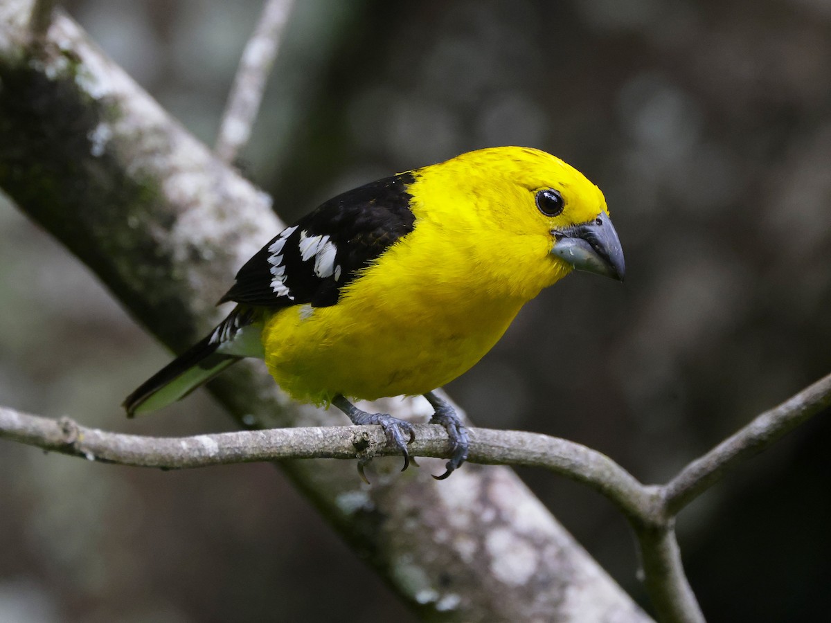 Golden Grosbeak - ML631103674