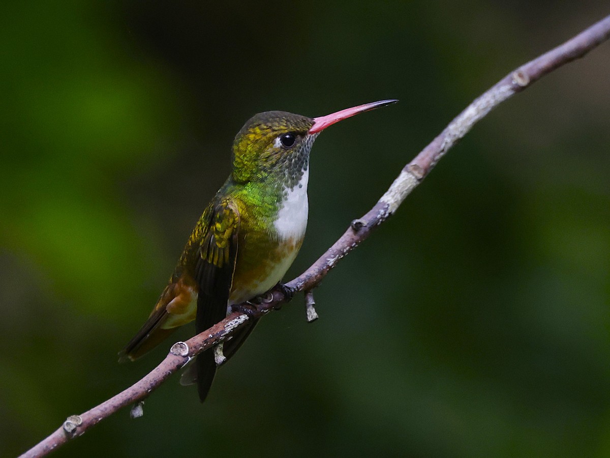 Amazilia Hummingbird (White-throated) - ML631103713