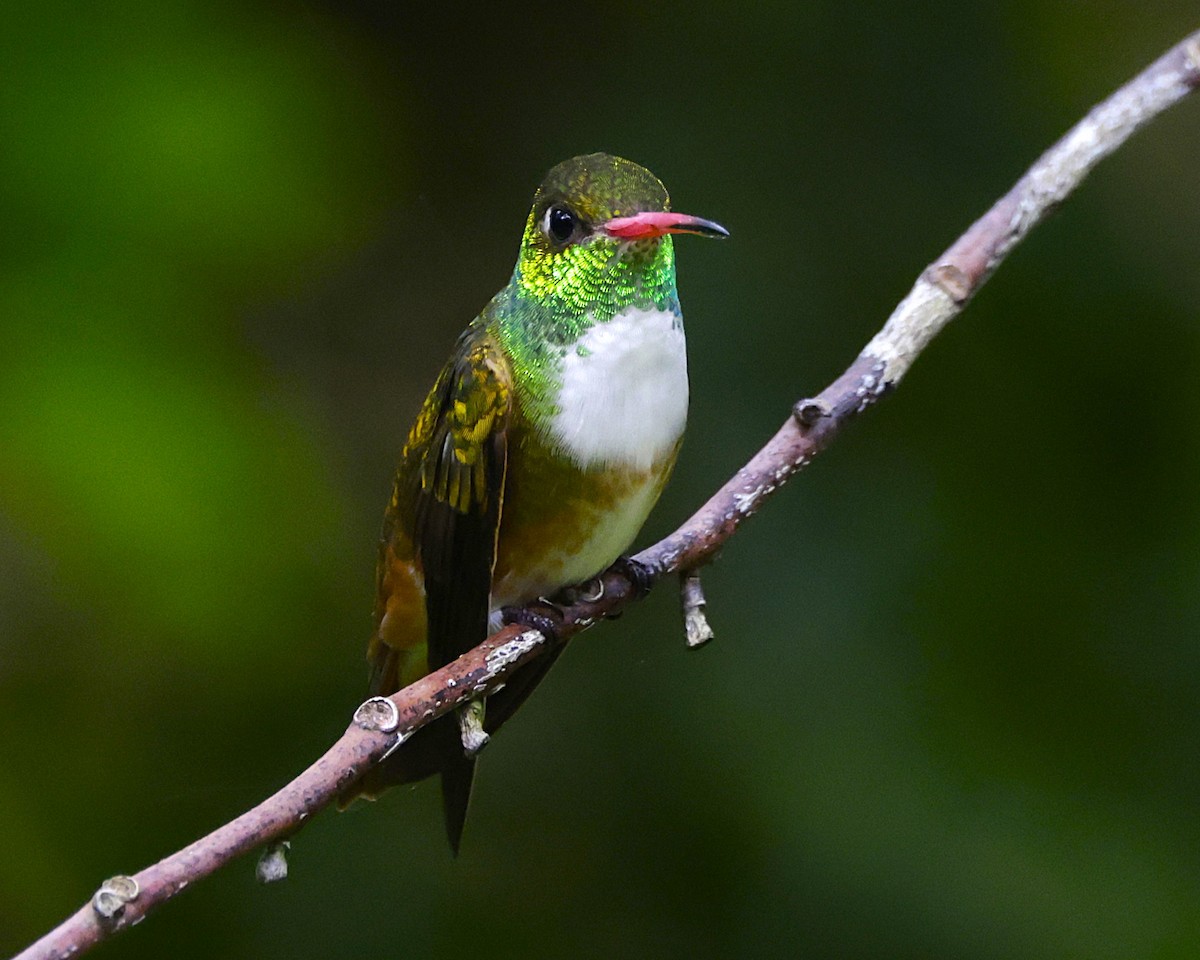Amazilia Hummingbird (White-throated) - ML631103714