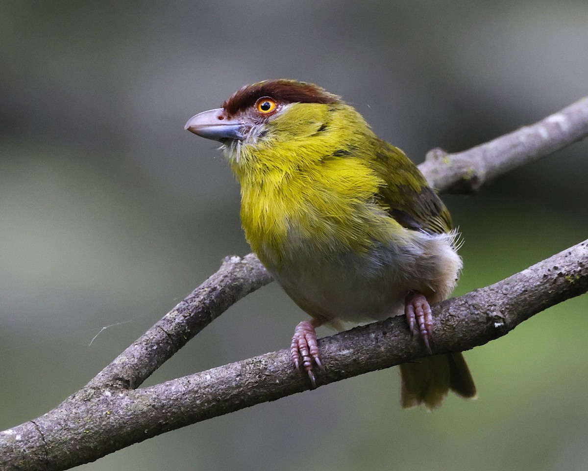 Rufous-browed Peppershrike (Yellow-backed) - ML631103738