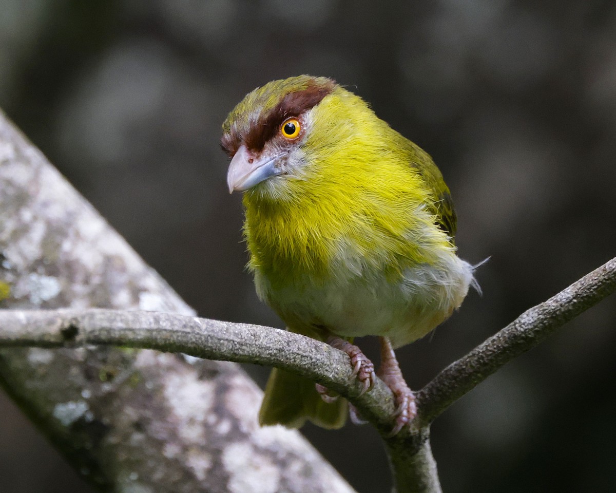 Rufous-browed Peppershrike (Yellow-backed) - ML631103739