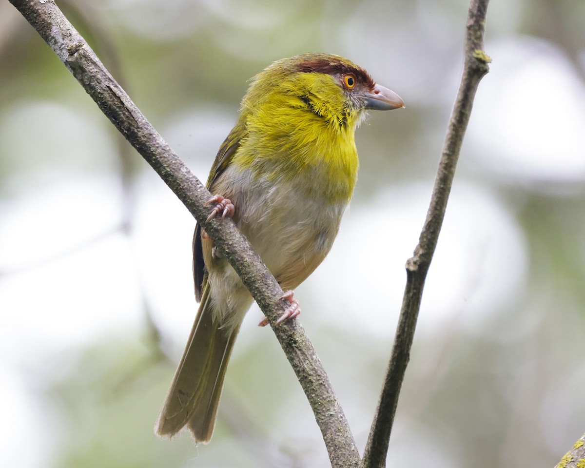 Rufous-browed Peppershrike (Yellow-backed) - ML631103740