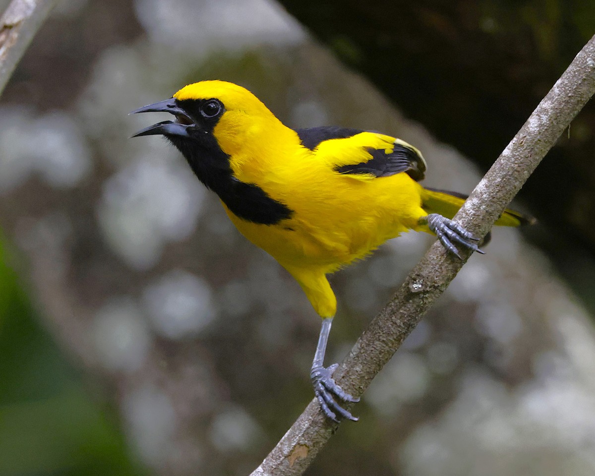 Yellow-tailed Oriole - ML631103755