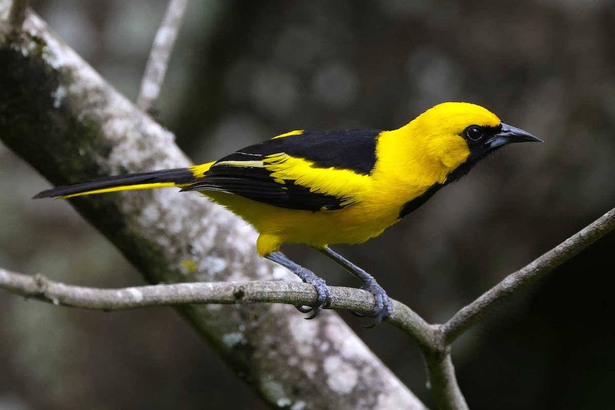 Yellow-tailed Oriole - ML631103756
