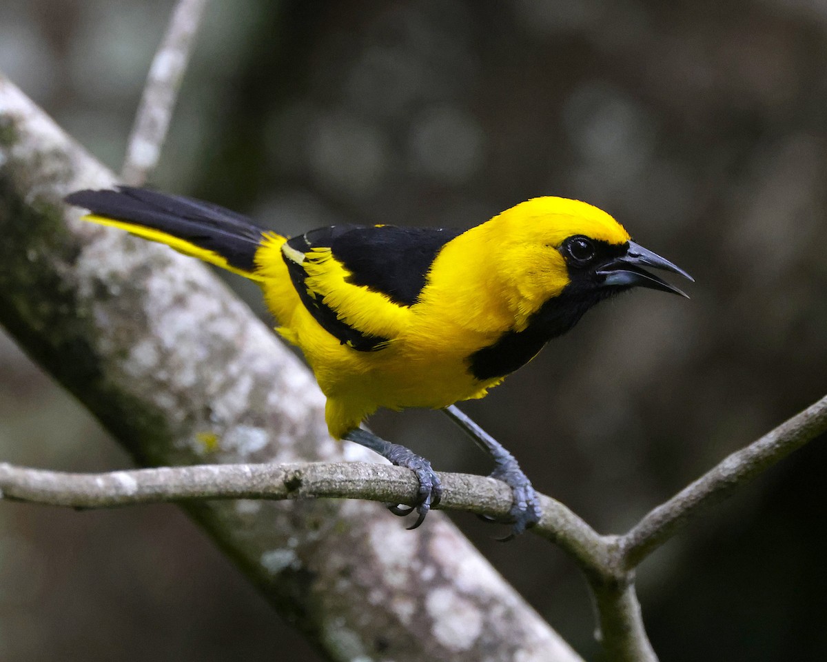 Yellow-tailed Oriole - ML631103757