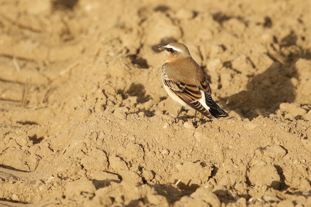 Northern Wheatear (Greenland) - ML631103898