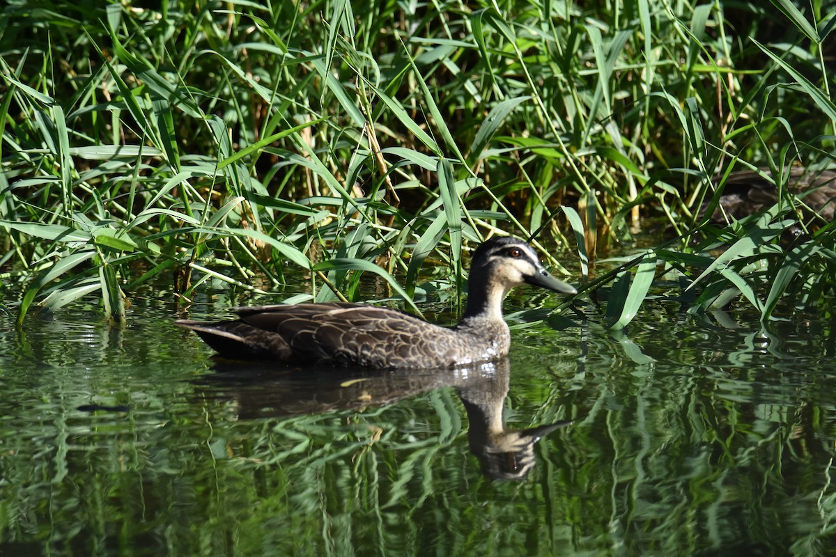 Pacific Black Duck - ML631103923